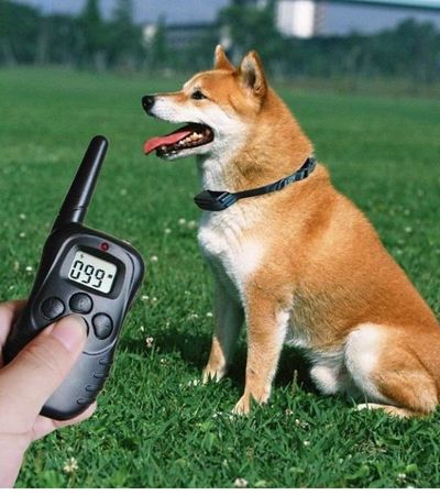 El nuevo collar eléctrico para perro cómo elegir el correcto y mantenerlo seguro